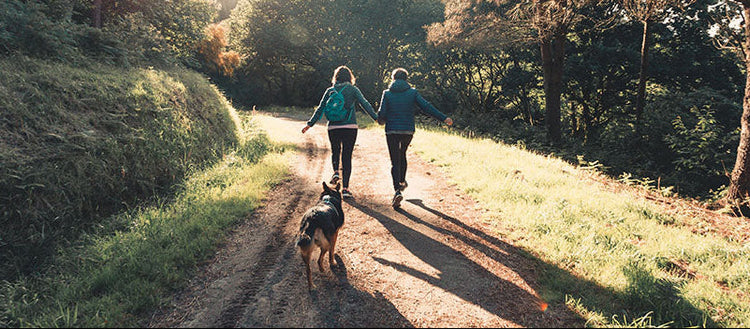 Hiking & Trail Dog Kit